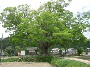Zelkova_