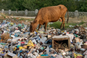cow on the dump